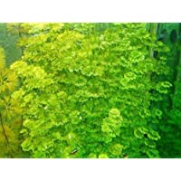 Planta DE Acuario- gambario Ambulia limnophila sessiliflora